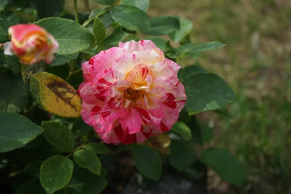 Konstnärens Ros Camille Pissarro Syn Delstricol Rainbow Nation Röd Rosa — Stockfoto