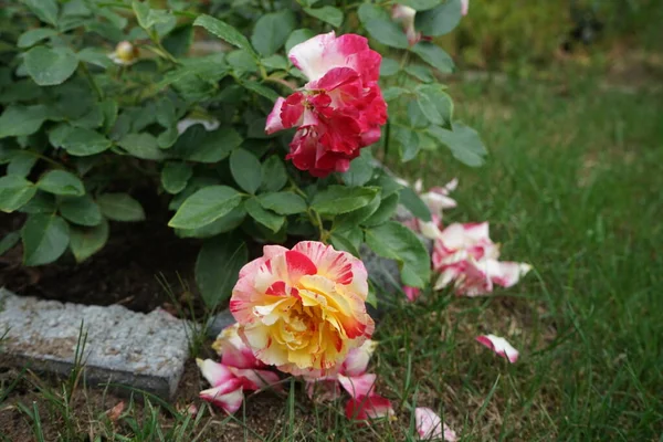 Konstnärens Ros Camille Pissarro Syn Delstricol Rainbow Nation Röd Rosa — Stockfoto