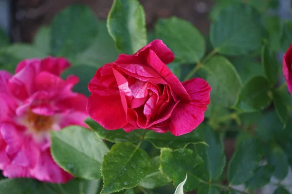 Róża Malarska Guy Savoy Różowe Czerwone Kwiaty Ozdobione Białymi Paskami — Zdjęcie stockowe