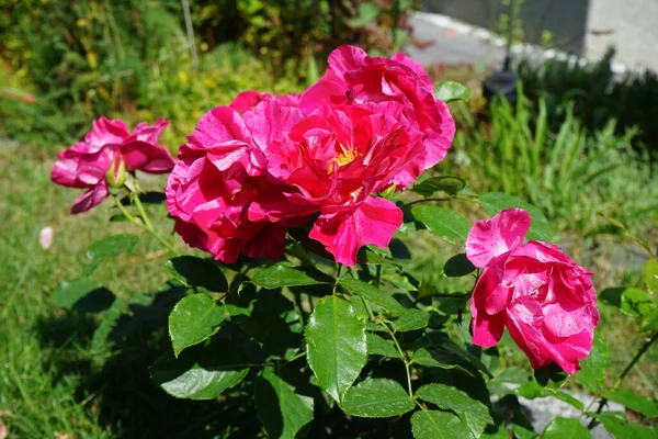 Rose Peintre Guy Savoy Des Fleurs Roses Rouges Sont Décorées — Photo