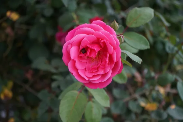 Biene Auf Einer Rosenblüte Die Kletterrose Pink Climber Bringt Von — Stockfoto