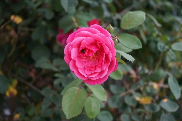 蜜蜂在玫瑰花上 从六月到八月 攀爬的玫瑰 粉红攀登者 的花朵呈深红色 略带芬芳 半加倍花 德国柏林 — 图库照片