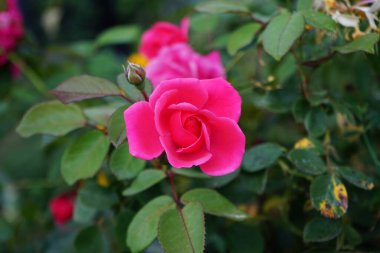 Tırmanan 'Pembe Dağcı' Haziran 'dan Ağustos' a kadar koyu pembe, hafif kokulu, yarı çift çiçek üretir. Berlin, Almanya 