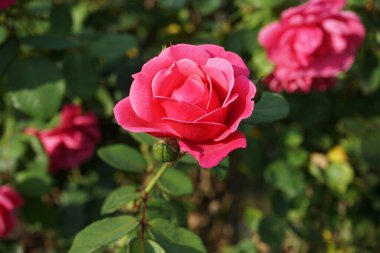 Tırmanan 'Pembe Dağcı' Haziran 'dan Ağustos' a kadar koyu pembe, hafif kokulu, yarı çift çiçek üretir. Berlin, Almanya 