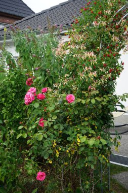 Tırmanan 'Pembe Dağcı' Haziran 'dan Ağustos' a kadar koyu pembe, hafif kokulu, yarı çift çiçek üretir. Berlin, Almanya 