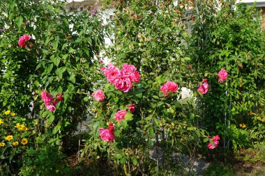 Tırmanan 'Pembe Dağcı' Haziran 'dan Ağustos' a kadar koyu pembe, hafif kokulu, yarı çift çiçek üretir. Berlin, Almanya 