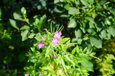 Epilobiyum pembesi ağustosta açar. Epilobium, Onagraceae familyasından bir bitki cinsidir. Berlin, Almanya