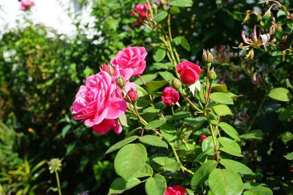 登山バラの ピンククライマー 6月から8月にかけて濃いピンクでやや芳香のあるセミダブルの花を咲かせます ドイツ ベルリン — ストック写真