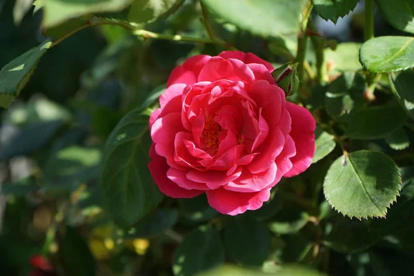 Die Kletterrose Pink Climber Bringt Von Juni Bis August Dunkelrosa — Stockfoto