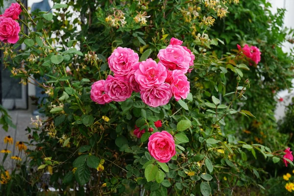 Klimroos Pink Climber Produceert Donkerroze Licht Geurende Semi Dubbele Bloemen — Stockfoto
