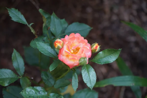 Uma Rosa Multicolorida Tons Vermelho Laranja Branco Floresce Agosto Jardim — Fotografia de Stock