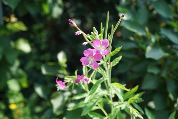 Epilobium Rosa Blüht August Epilobium Ist Eine Pflanzengattung Aus Der — Stockfoto