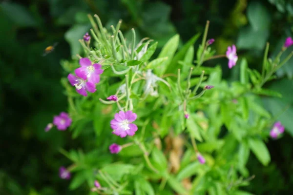 Epilobio Rosa Florece Agosto Epilobium Género Plantas Con Flores Perteneciente — Foto de Stock