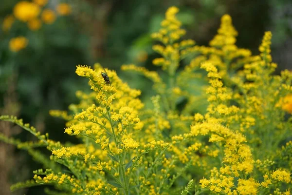 Yeşil Lucilia sineği ağustosta Solidago çiçeklerinin üzerine oturur. Solidago canadensis, Asteraceae familyasından uzun ömürlü bir bitki türü. Berlin, Almanya  