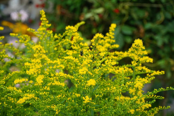 Green Lucilia fly сидит на цветах Solidago в августе. Solidago canadensis, известный как Canada goldenrod или Canadian goldenrod, - травянистое многолетнее растение семейства Asteraceae. Берлин, Германия  