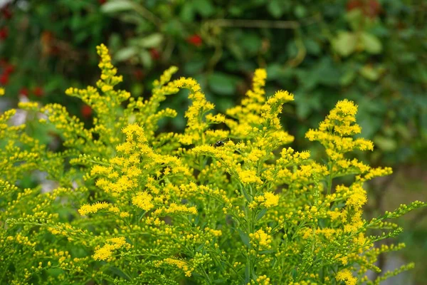 八月的时候 绿色的Lucilia苍蝇栖息在Solidago的花朵上 加拿大金合欢 Solidago Canadensis 又称加拿大金合欢或加拿大金合欢 是一种多年生草本植物 属紫杉科植物 德国柏林 — 图库照片