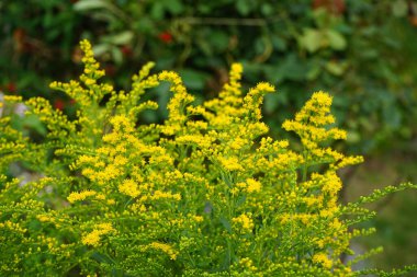 Ağustos ayında sarı Solidago çiçekleri. Solidago canadensis, Asteraceae familyasından uzun ömürlü bir bitki türü. Berlin, Almanya