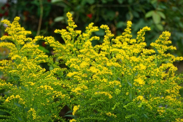 八月的团结花黄色的圆筒 加拿大金合欢 Solidago Canadensis 又称加拿大金合欢或加拿大金合欢 是一种多年生草本植物 属紫杉科植物 德国柏林 — 图库照片