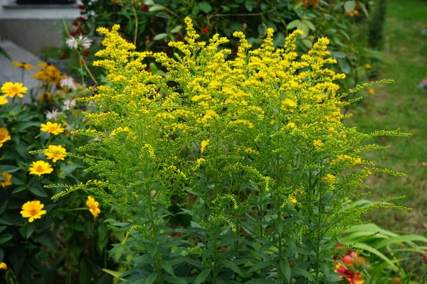 Жовті Панелі Квітів Солідаго Серпні Solidago Canadensis Відомий Canada Goldenrod — стокове фото