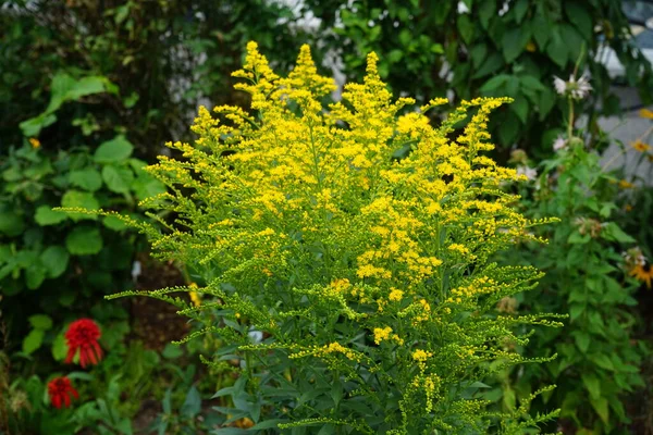 Żółte Panicle Kwiatów Solidago Sierpniu Solidago Canadensis Znany Jako Canada — Zdjęcie stockowe