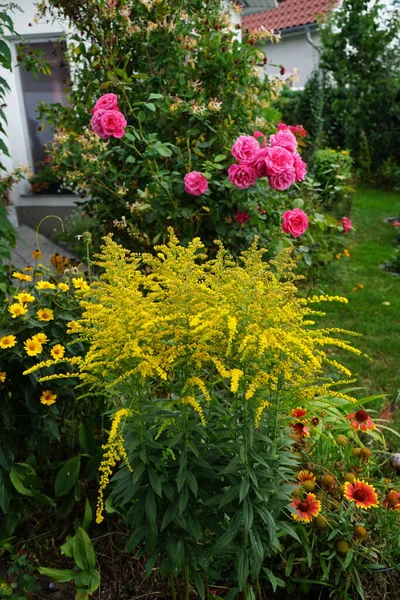 월에는 다고의 꽃들이 엔시스 Solidago Canadensis 캐나다 Canada Goldenrod 캐나다 — 스톡 사진