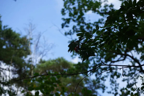 Sorbus Aucuparia Est Une Espèce Arbre Arbuste Feuilles Caduques Famille — Photo