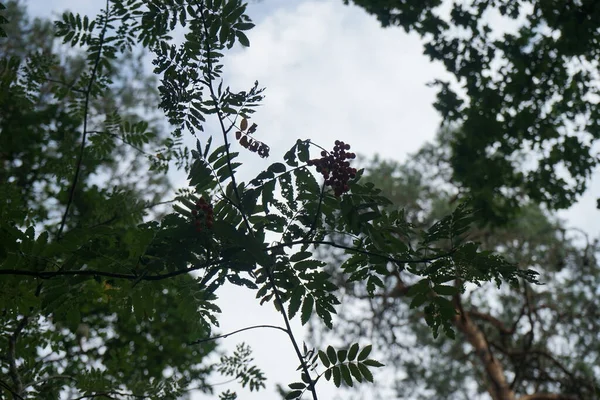 버스아우 Sorbus Aucuparia Rowan Mountain Ash 낙엽수 속하는 관목의 일종이다 — 스톡 사진