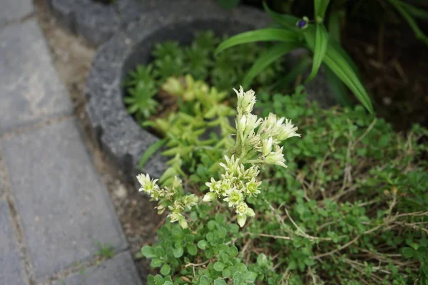 Jovibarba Globifera Gatunek Słodkowodnej Kwitnącej Rośliny Rodziny Kwitnących Crassulaceae Berlin — Zdjęcie stockowe