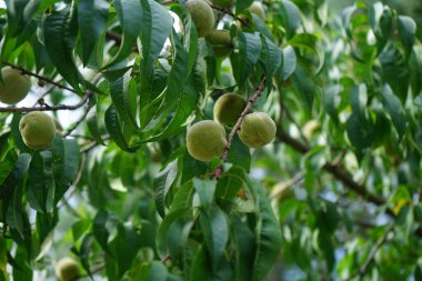 Ağustosta ağaçta olgunlaşmamış şeftaliler. Şeftali, Prunus persica, yaprak döken bir ağaçtır, çeşitli özellikleri olan yenilebilir sulu meyveler verir. Berlin, Almanya