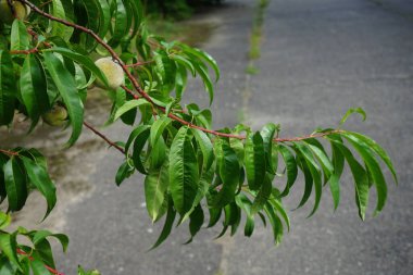 Ağustosta ağaçta olgunlaşmamış şeftaliler. Şeftali, Prunus persica, yaprak döken bir ağaçtır, çeşitli özellikleri olan yenilebilir sulu meyveler verir. Berlin, Almanya