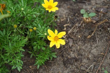 Coreopsis palmata, Asteraceae familyasından Kuzey Amerika 'da yetişen bir bitki türü. Berlin, Almanya