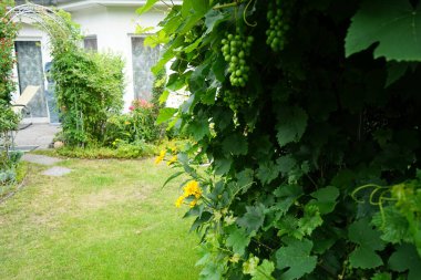 Ağustosta bahçede Heliopsis. Çapı 8 cm 'ye varan sarı çiçekler. Heliopsis, ayçiçeği familyasından bir bitki cinsidir. Berlin, Almanya 