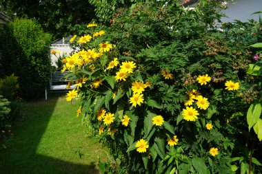 Ağustosta bahçede Heliopsis. Çapı 8 cm 'ye varan sarı çiçekler. Heliopsis, ayçiçeği familyasından bir bitki cinsidir. Berlin, Almanya 