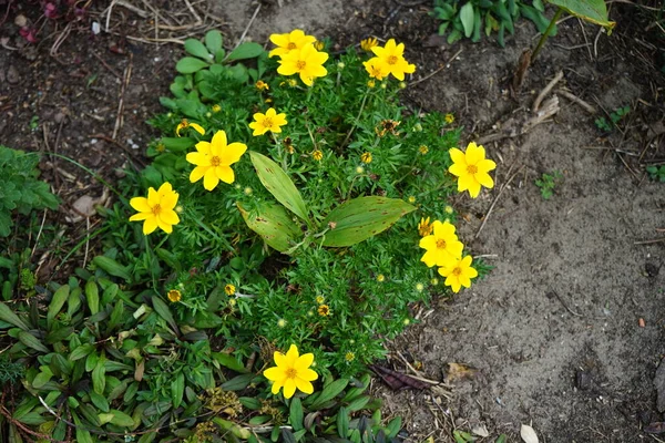 Coreopsis palmata, Asteraceae familyasından Kuzey Amerika 'da yetişen bir bitki türü. Berlin, Almanya