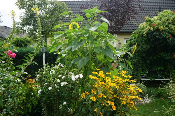 Floreciente Jardín Agosto Con Flores Girasol Hibisco Heliopsis Rosas Otros — Foto de Stock