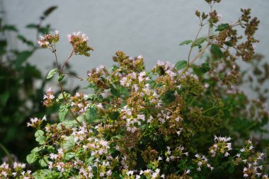 Ağustosta kekik çiçeklerinin üzerinde bir arı uçar. Thymus (kekik), Lamiaceae familyasından 40 cm uzunluğunda aromatik bir bitkidir. Berlin, Almanya