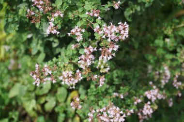 Ağustosta kekik çiçeklerinin üzerinde bir arı uçar. Thymus (kekik), Lamiaceae familyasından 40 cm uzunluğunda aromatik bir bitkidir. Berlin, Almanya