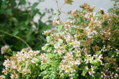 Thymus (kekik), Lamiaceae familyasından 40 cm uzunluğunda aromatik bir bitkidir. Berlin, Almanya