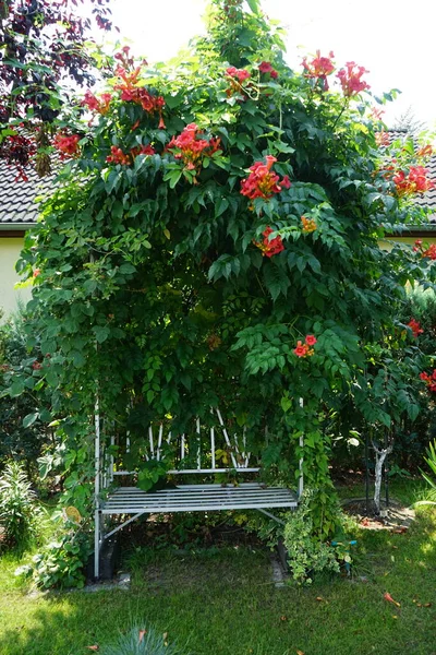Kamp radyanları, trompet sarmaşığı veya trompet sarmaşığı, Bignoniaceae familyasından bir bitki türüdür. Berlin, Almanya 