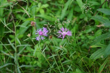 Centaurea deal bata, Centaurea familyasından bir çiçek türü. Uzun ömürlü bir süs eşyası olarak yetiştirilir. Berlin, Almanya