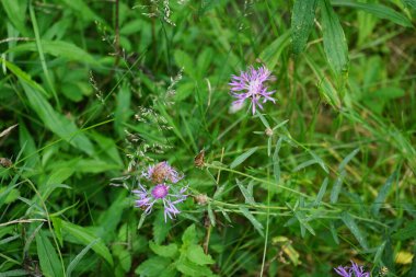 Centaurea deal bata, Centaurea familyasından bir çiçek türü. Uzun ömürlü bir süs eşyası olarak yetiştirilir. Berlin, Almanya