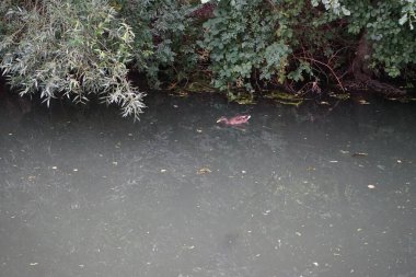 Dişi yaban ördeği ağustosta Wuhle nehrinde yüzer. Yaban ördeği (