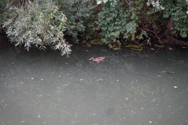 Dişi yaban ördeği ağustosta Wuhle nehrinde yüzer. Yaban ördeği (