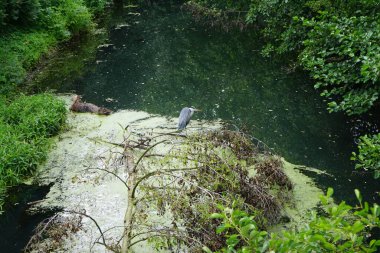 Ağustosta Wuhle Nehri 'ndeki balıkçıl. Ardea cinerea balıkçılgiller (Ardeidae) familyasından yırtıcı bir kuş türü. Berlin, Almanya  