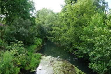 Ağustosta Wuhle Nehri 'ndeki balıkçıl. Ardea cinerea balıkçılgiller (Ardeidae) familyasından yırtıcı bir kuş türü. Berlin, Almanya  