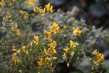Genista tinctoria, Fabaceae familyasından bir bitki türüdür. Berlin, Almanya