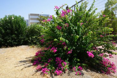 Çiçekli bir bougainvillea çalısı, onsuz yazın Rodos manzarası düşünülemez. Bougainvillea spectabilis, çiçekli bir bitki türüdür. Kolimpia, Yunanistan 