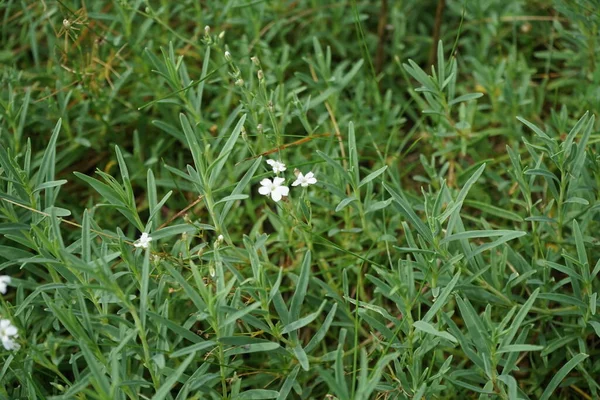 Cerastium Tomentosum Silberteppich Ανθίζει Στον Κήπο Cerastium Tomentosum Χιόνι Καλοκαίρι — Φωτογραφία Αρχείου