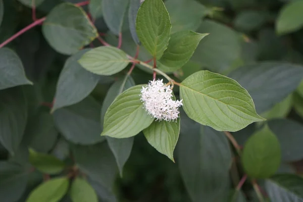 Cornus Alba Blooms July Cornus Alba Red Barked White Siberian — Stock Photo, Image