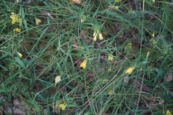 Melampyrum Pratense Uma Espécie Planta Com Flor Pertencente Família Orobanchaceae — Fotografia de Stock